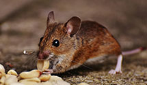 24 Hour & Emergency Exterminators in Hiles, SD